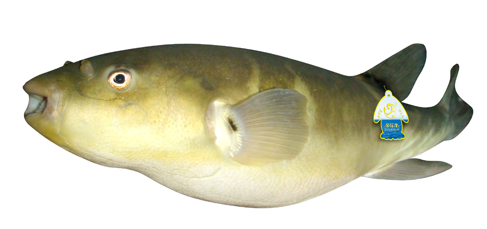 02.廣東金洋-河豚魚.jpg