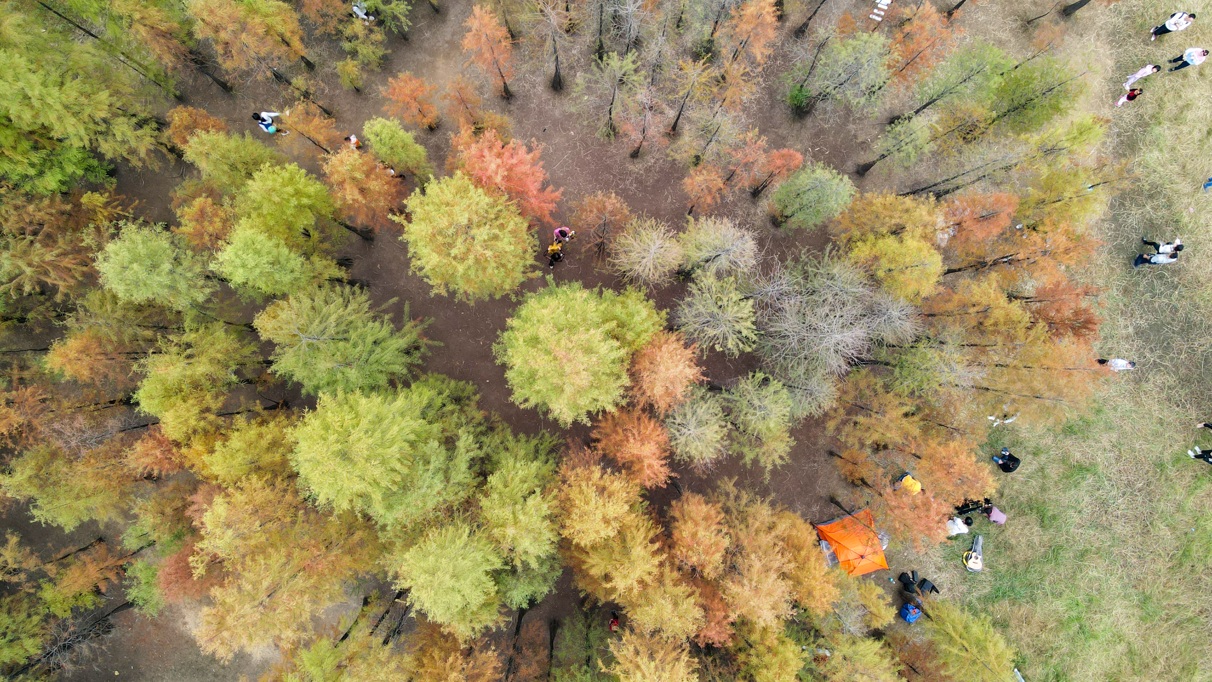 僑見番禺通圖:冬日里五彩斑斕的大夫山森林公園 (謝展鵬 攝).jpg