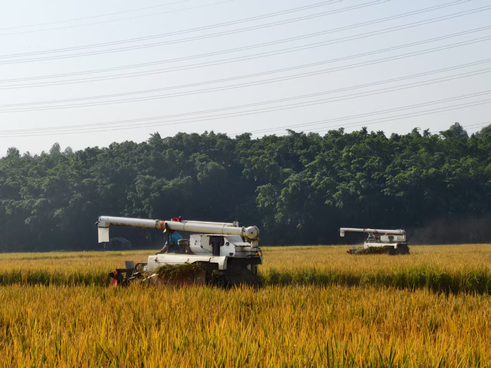 封二：12月3日，大龍街新橋村“幸福農法”產業示范園內，機器轟鳴，140多畝晚稻迎來收割時刻（王漢文 攝）.jpg